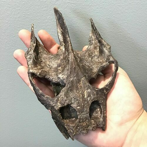 Spectacular, Turtle (Trionyx) Skull - Hell Creek Formation #113308